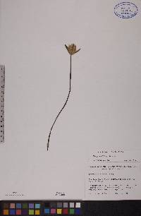 Nymphaea leibergii image