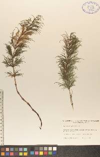 Equisetum sylvaticum image