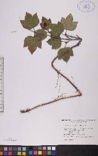 Viburnum edule image