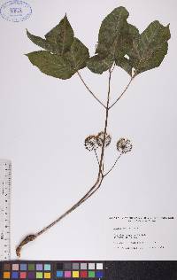 Aralia nudicaulis image