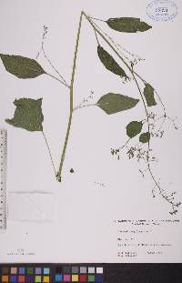 Chenopodium polyspermum image