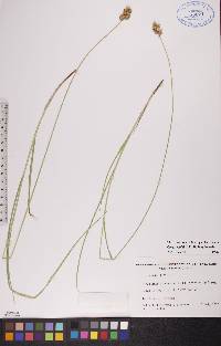 Carex bebbii image