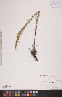 Artemisia campestris image