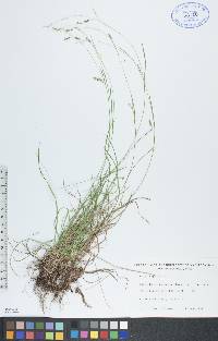 Carex capillaris image