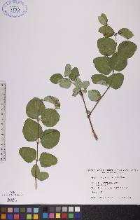 Symphoricarpos occidentalis image