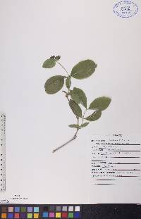 Lonicera dioica image