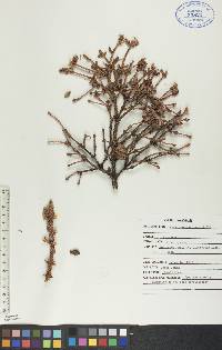 Picea mariana image