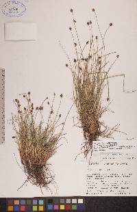 Carex arctogena image