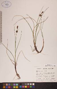 Carex rotundata image