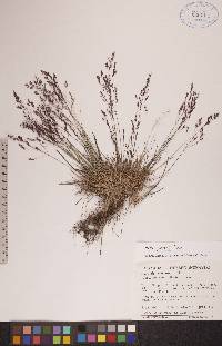 Agrostis mertensii image