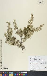 Juniperus communis var. depressa image