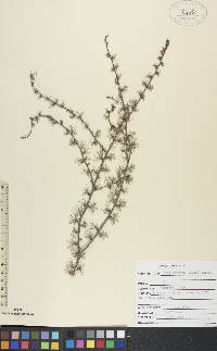 Larix laricina image