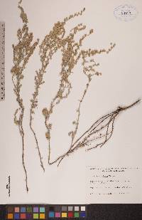 Artemisia frigida image