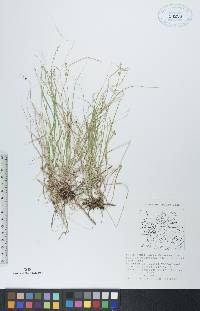 Carex disperma image