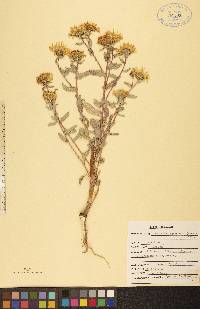 Grindelia squarrosa image