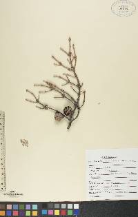 Picea mariana image