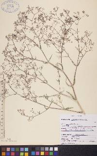 Gypsophila paniculata image