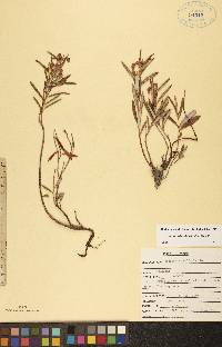 Andromeda polifolia var. polifolia image