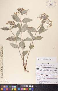 Asclepias ovalifolia image