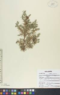 Juniperus communis var. depressa image