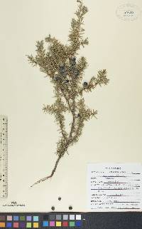 Juniperus communis var. depressa image