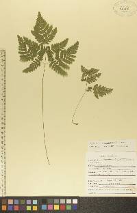 Gymnocarpium dryopteris image