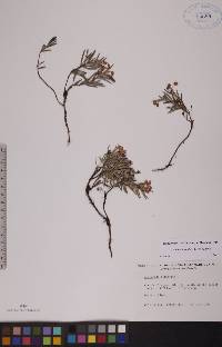 Andromeda polifolia image