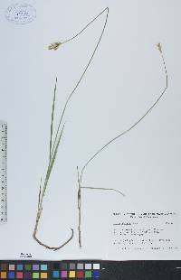 Carex siccata image