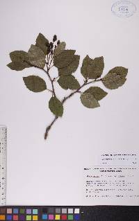 Alnus viridis image