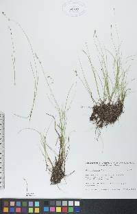 Carex disperma image