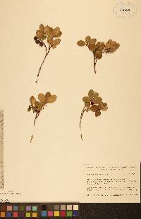 Gaultheria procumbens image