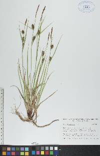 Carex houghtonii image