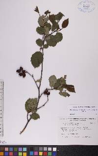 Alnus incana subsp. rugosa image