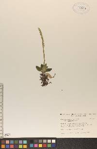 Goodyera repens image