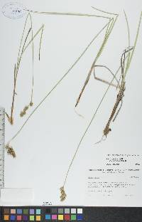 Carex foenea image