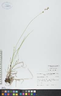 Carex foenea image