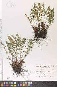 Woodsia ilvensis image