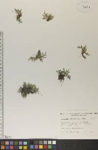 Selaginella rupestris image