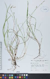 Carex vaginata image