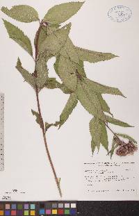 Eupatoriadelphus maculatus var. maculatus image