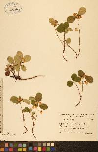 Gaultheria procumbens image