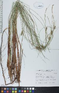 Carex lasiocarpa image