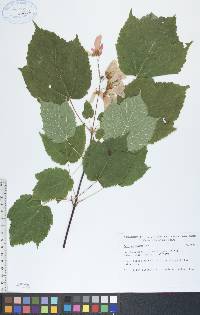 Acer spicatum image