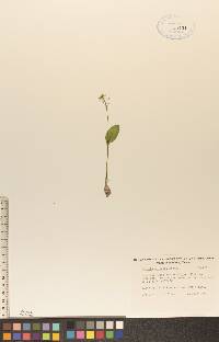 Malaxis unifolia image