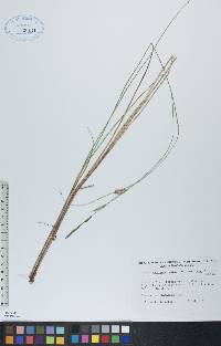 Carex lasiocarpa image