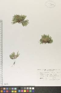 Selaginella rupestris image