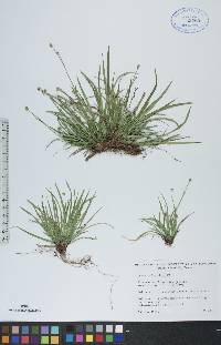 Carex pedunculata image