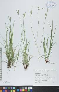 Carex peckii image