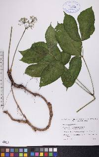 Aralia nudicaulis image