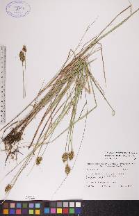 Carex bebbii image